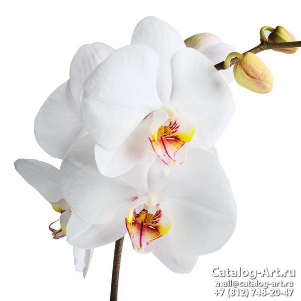 картинки для фотопечати на потолках, идеи, фото, образцы - Потолки с фотопечатью - Белые орхидеи 10